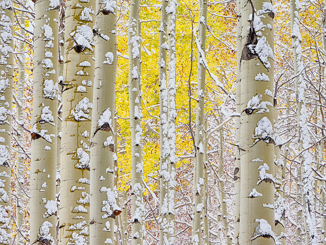 USA, Colorado, San Juan Mts. Fresh snow on aspens in the fall.