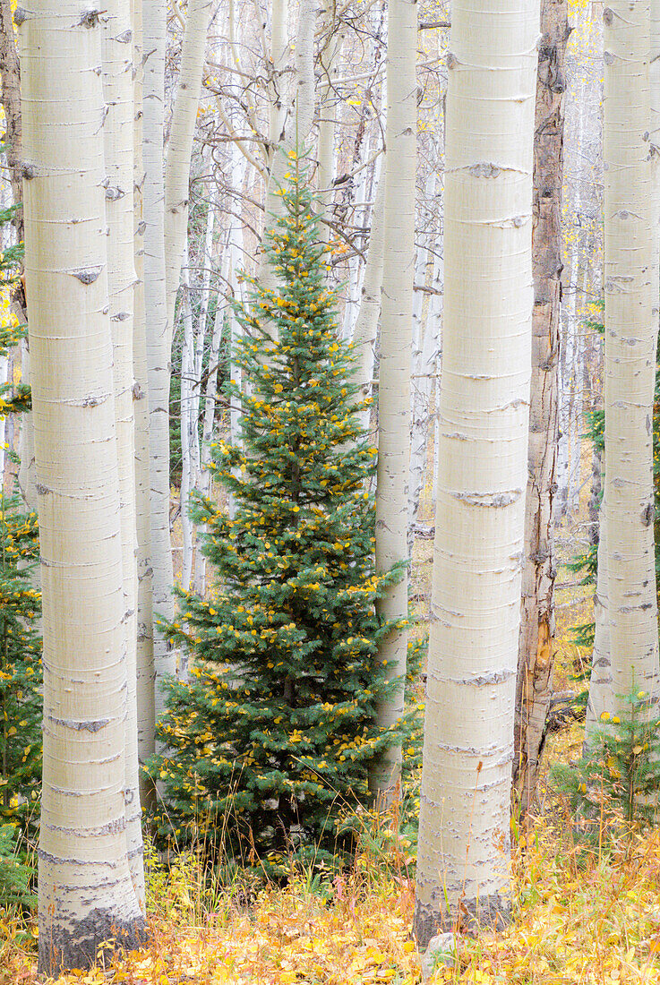USA, Colorado, Keebler Pass Herbstfarben im Hain von Espen mit einsamen Evergreen