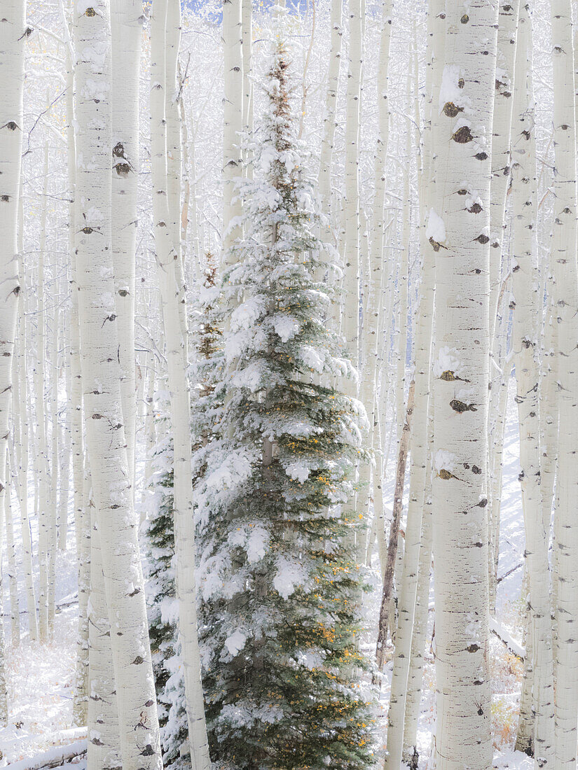 USA, Colorado, Keebler Pass, fresh snow on Aspens and Evergreen trees