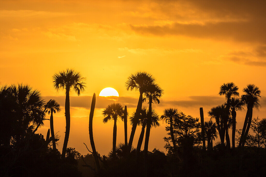 USA, Florida, Orlando Feuchtgebietspark. Palmen silhouettiert bei Sonnenaufgang