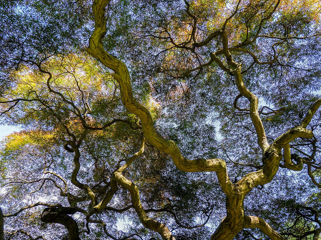Looking up at the sky through a Japanese maple.