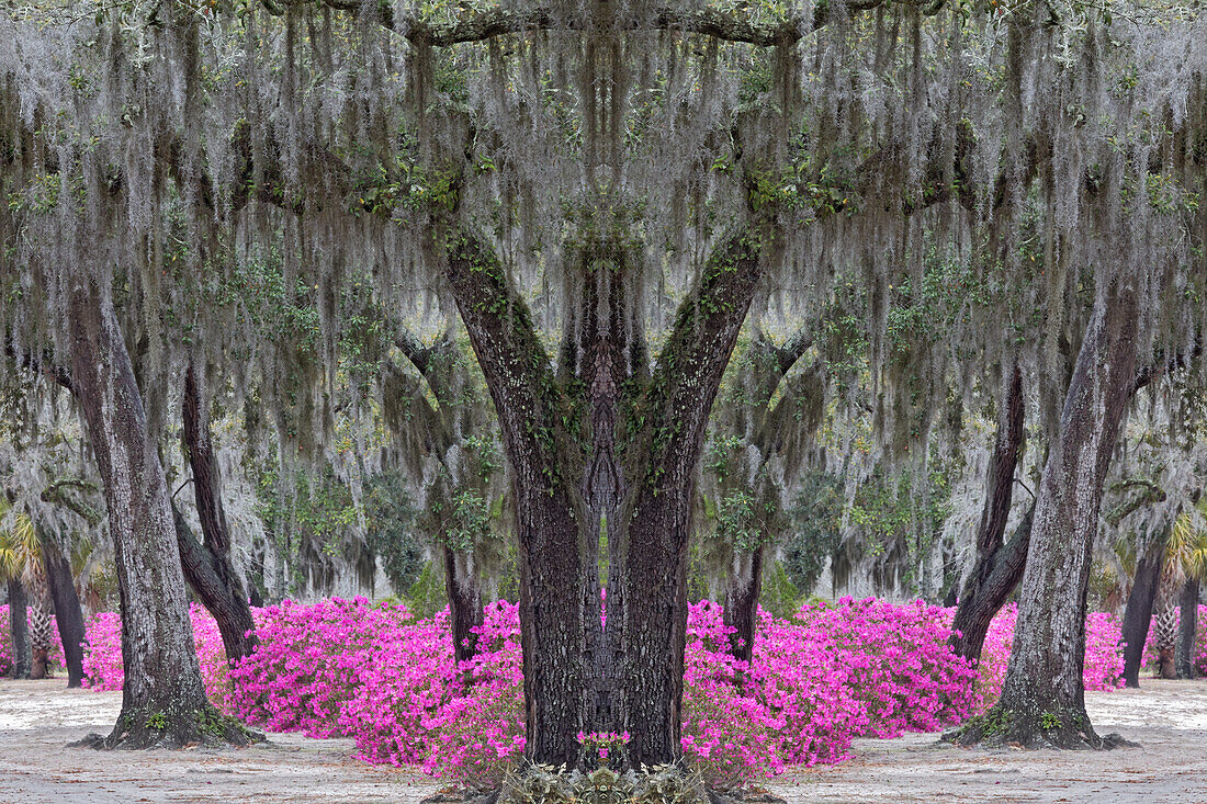 Lebende Eichen in spanischem Moos und Azaleen in voller Blüte im Frühling, Bonaventure Cemetery, Savannah, Georgia