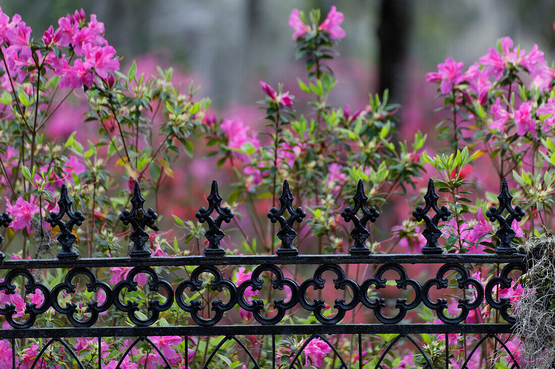 Eisenzaun und Azaleen in voller Blüte, Bonaventure Cemetery, Savannah, Georgia