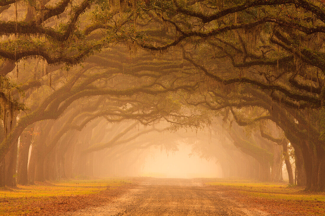 Usa, Georgia, Savannah, mile long Historic driving at Wormsloe Plantation in the fog.