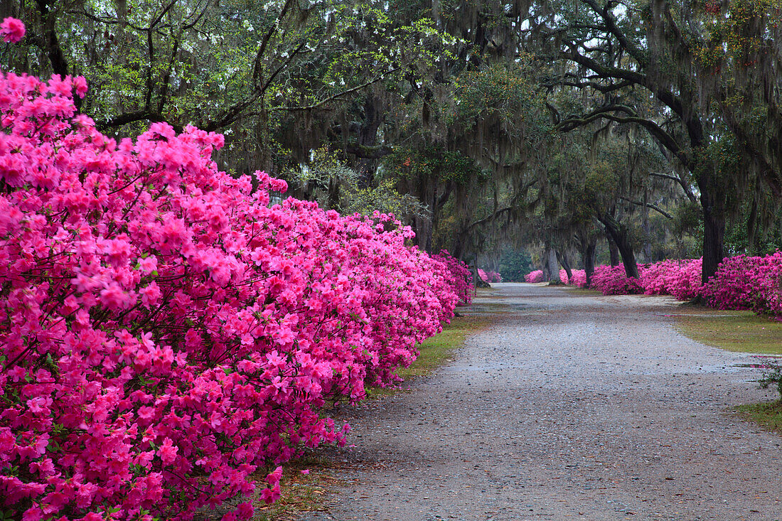 USA, Georgia, Savanne. Bonaventure Cemetery im Frühjahr mit blühenden Azaleen.