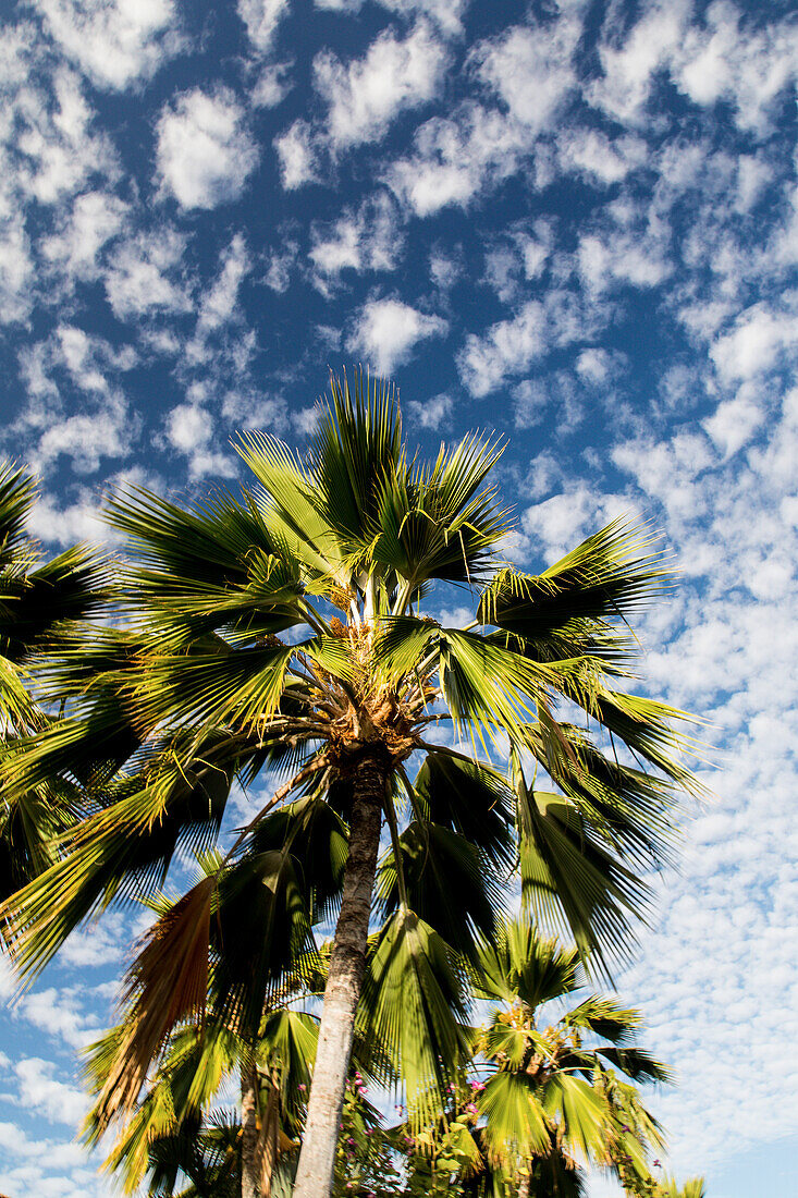 Maui, Hawaii. Palmen mit weißen Wolken und blauem Himmel