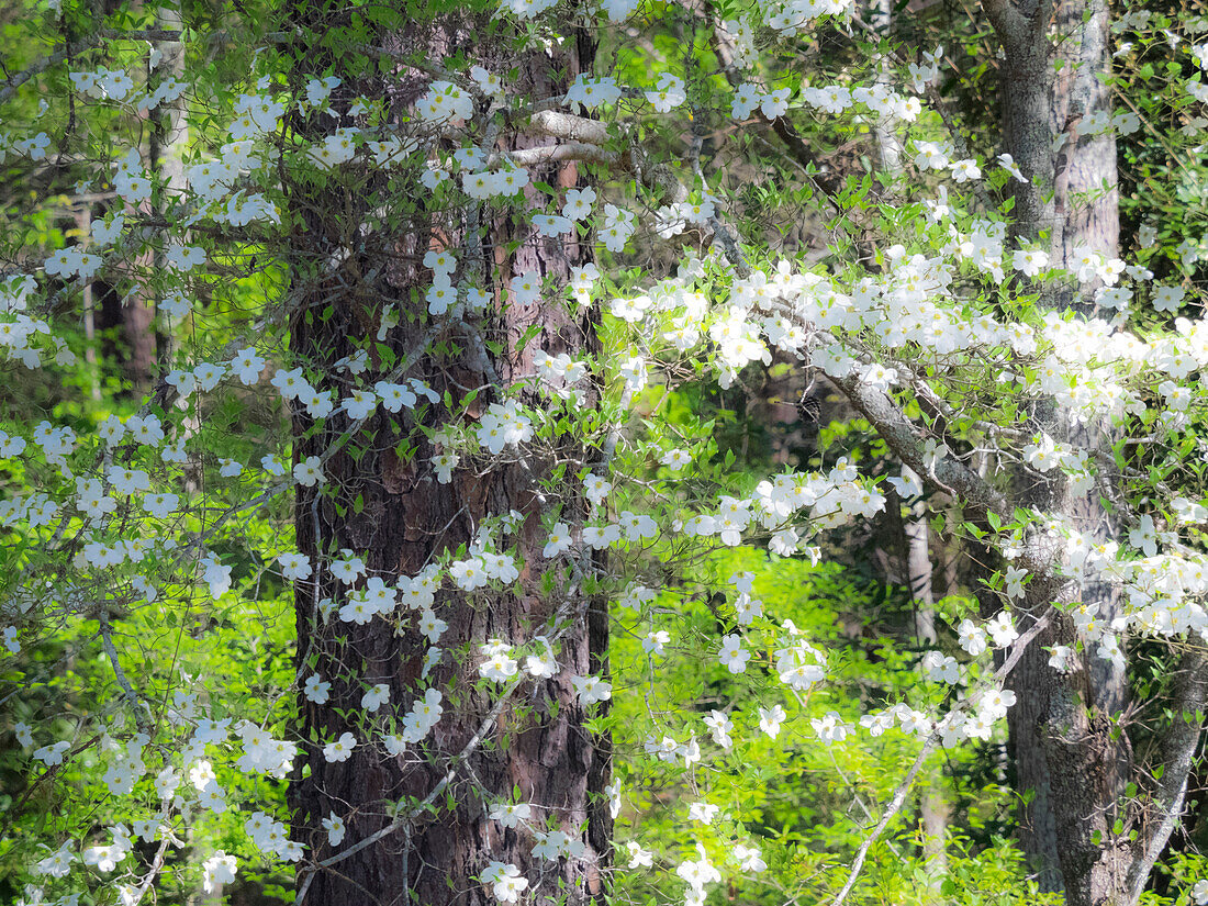 USA, Georgia, Callaway Gardens Frühling