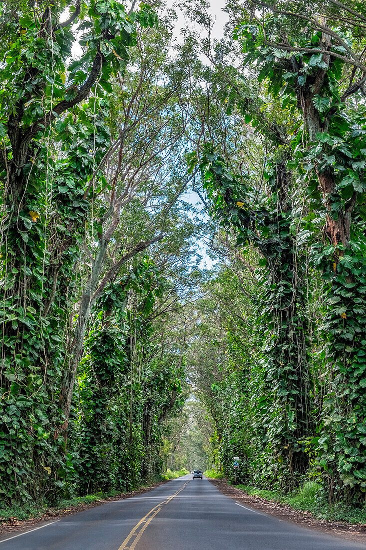 Tunnel von Bäumen, Maluhia Road, Kauai, Hawaii, USA.