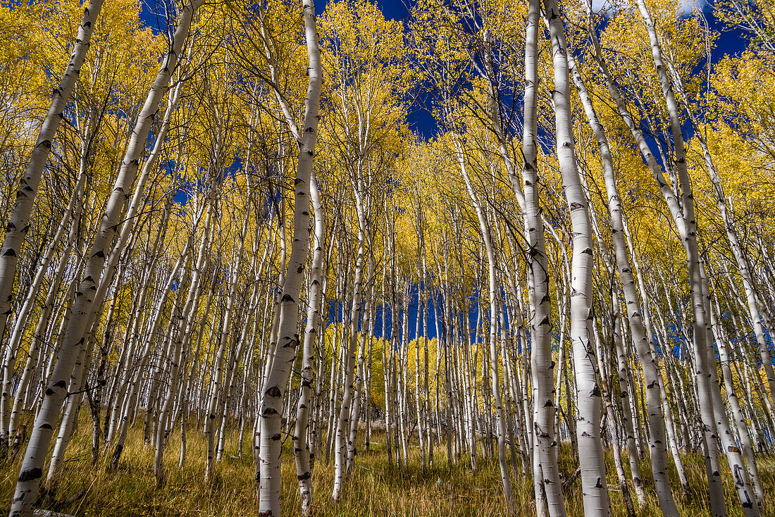 USA, Idaho, Sawtooth National Recreation Area. Szenisch von zitternden Espenbäumen