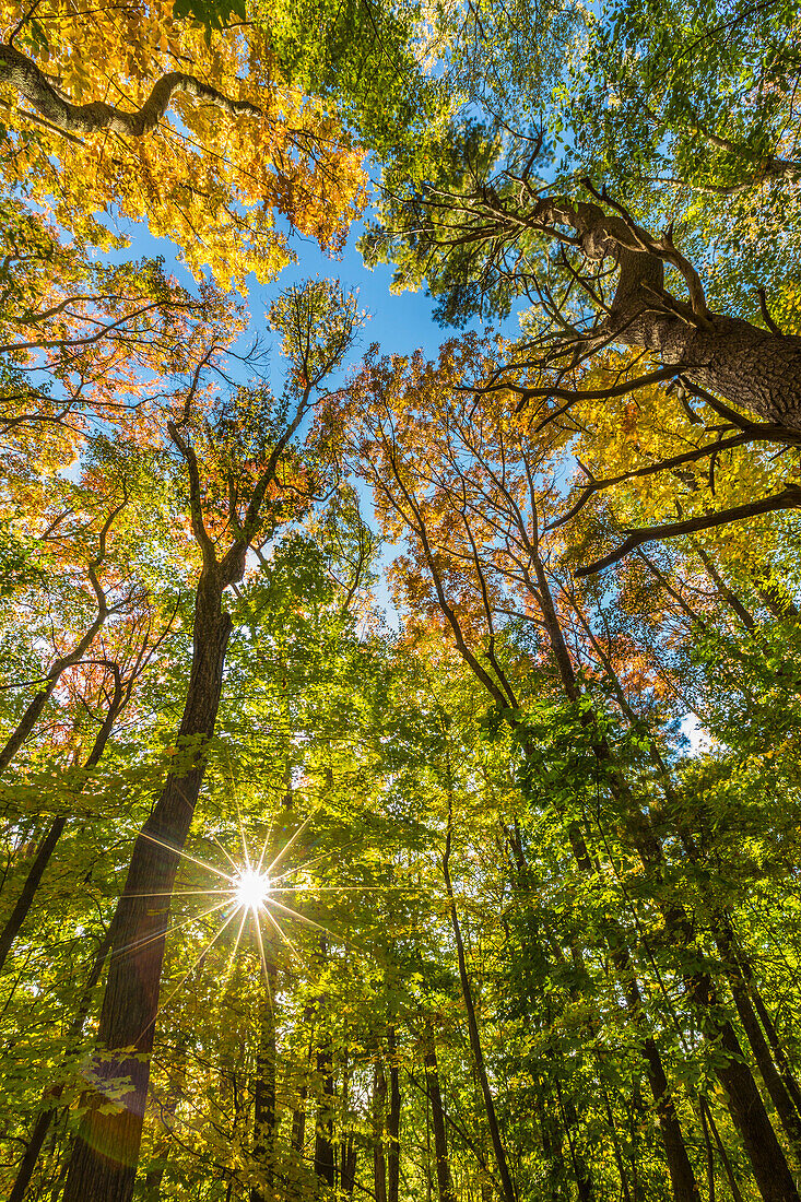 Fall in a forest in Amesbury, Massachusetts.