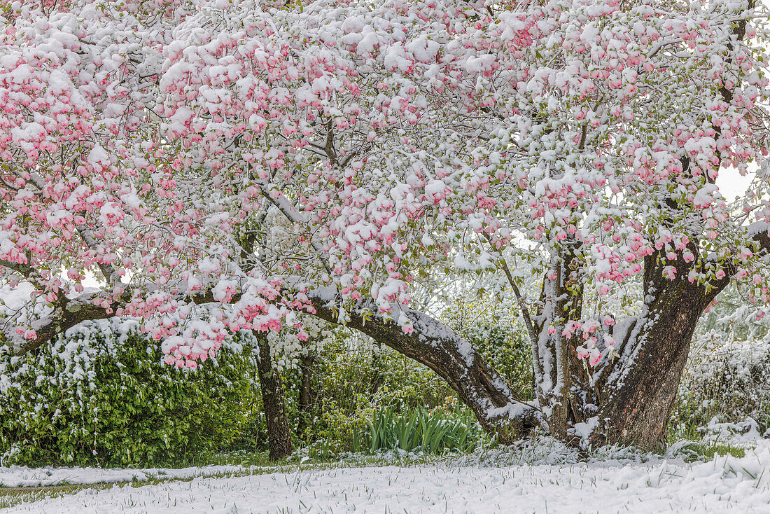 Light snow on pink dogwood tree in early spring, Louisville, Kentucky