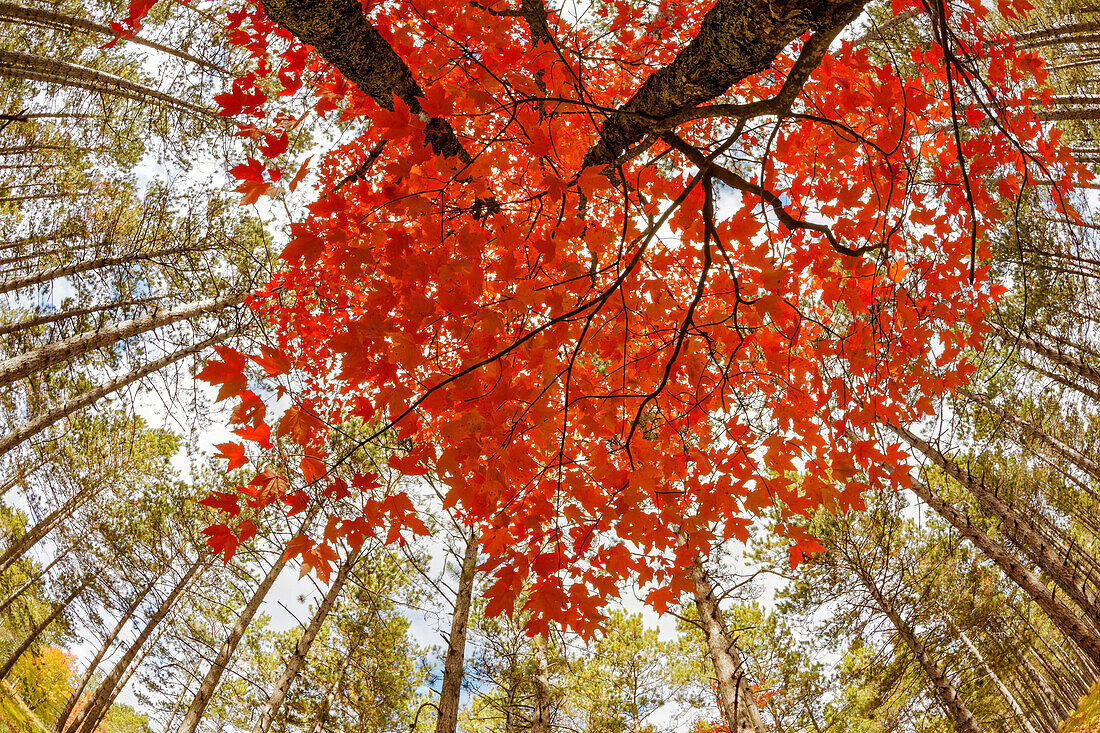 Skyward view of maple tree in pine forest, Upper Peninsula of Michigan.