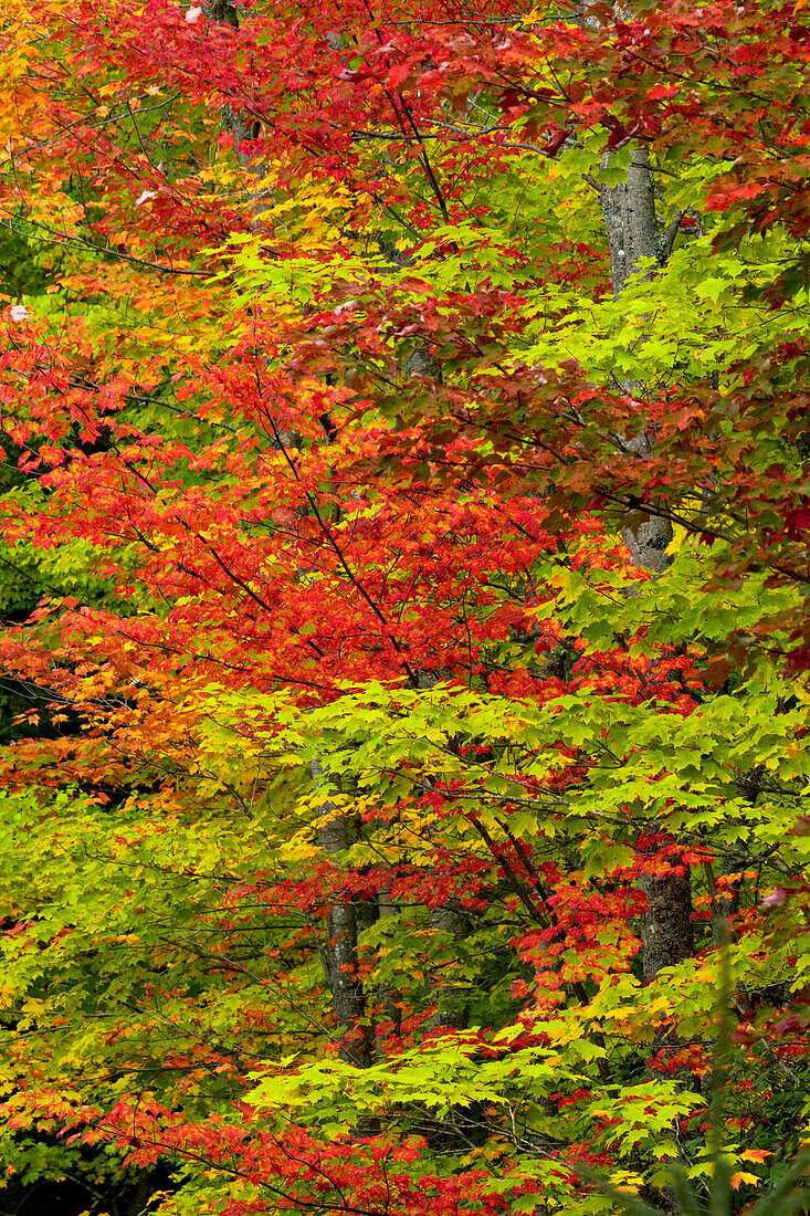 Maple trees in fall color, Hiawatha National Forest, Upper Peninsula of Michigan.