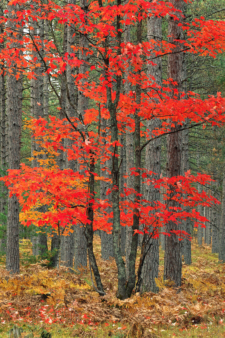 Rote Ahornblätter im Herbst und Kiefernstämme, Hiawatha National Forest, obere Halbinsel von Michigan