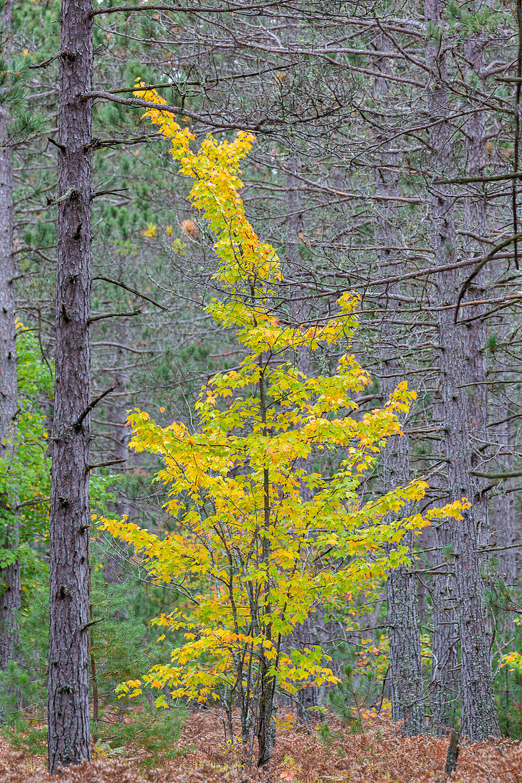 Gelber Ahornbaum im Pinienwald im Herbst, Alger County, Michigan.