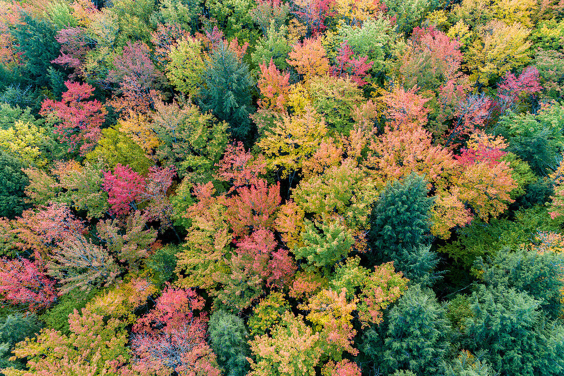 Aerial view of Hugoboom Lake in fall color, Alger County, Michigan.