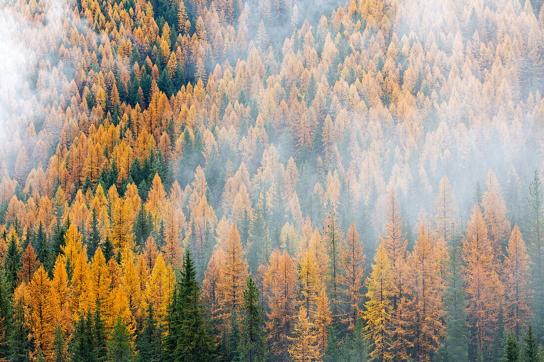 Montana, Lolo National Forest, golden larch trees in fog