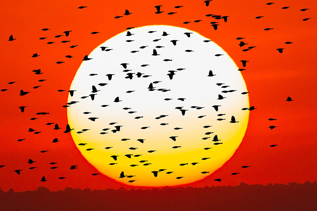 Red-winged blackbird flock silhouetted in front of giant sun ball. Bosque del Apache National Wildlife Refuge, New Mexico