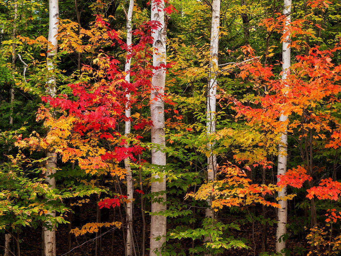 USA, New Hampshire, White Mountains, Maple and white birch along Kancamagus Highway