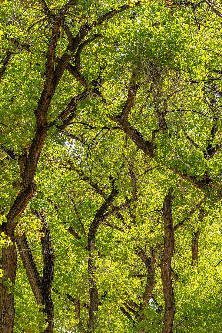 USA, New Mexico, Rio Rancho Bosque. Cottonwood-Bäume mit Hintergrundbeleuchtung im Frühjahr.