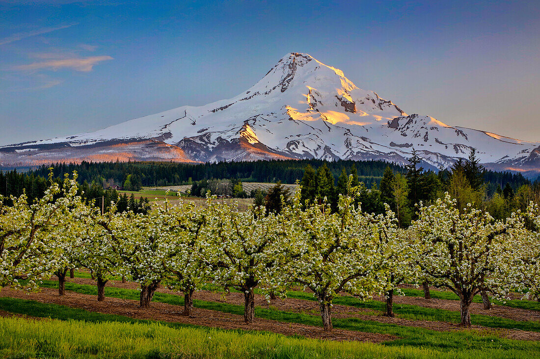 USA, Oregon. Birnengarten in voller Blüte und Mt. Hood