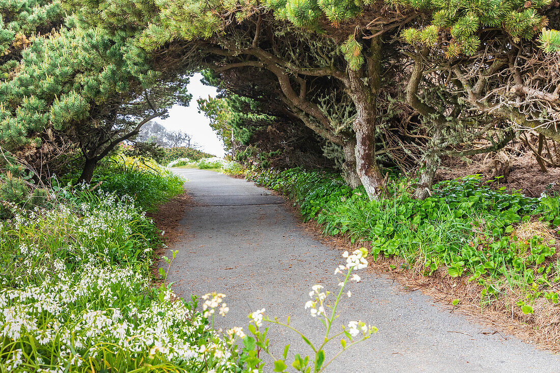 Bandon, Oregon, USA. Evergreen trees creating a tunnel over a path on the Oregon coast.