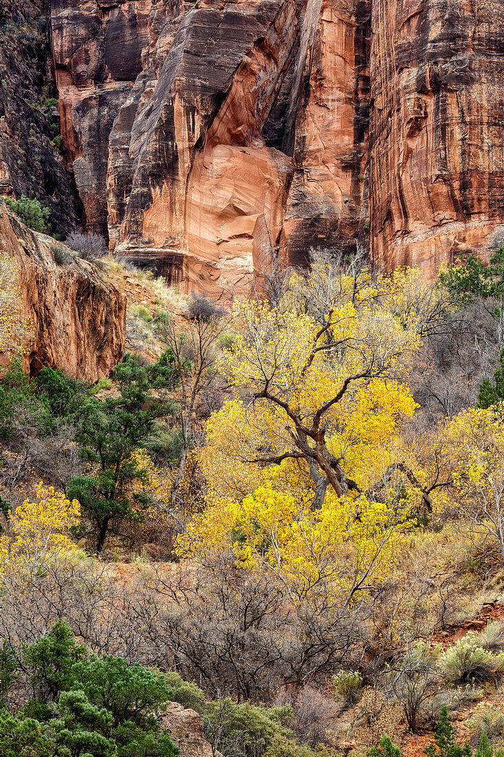 USA, Utah, Zion National Park, Autumn color high above the canyon