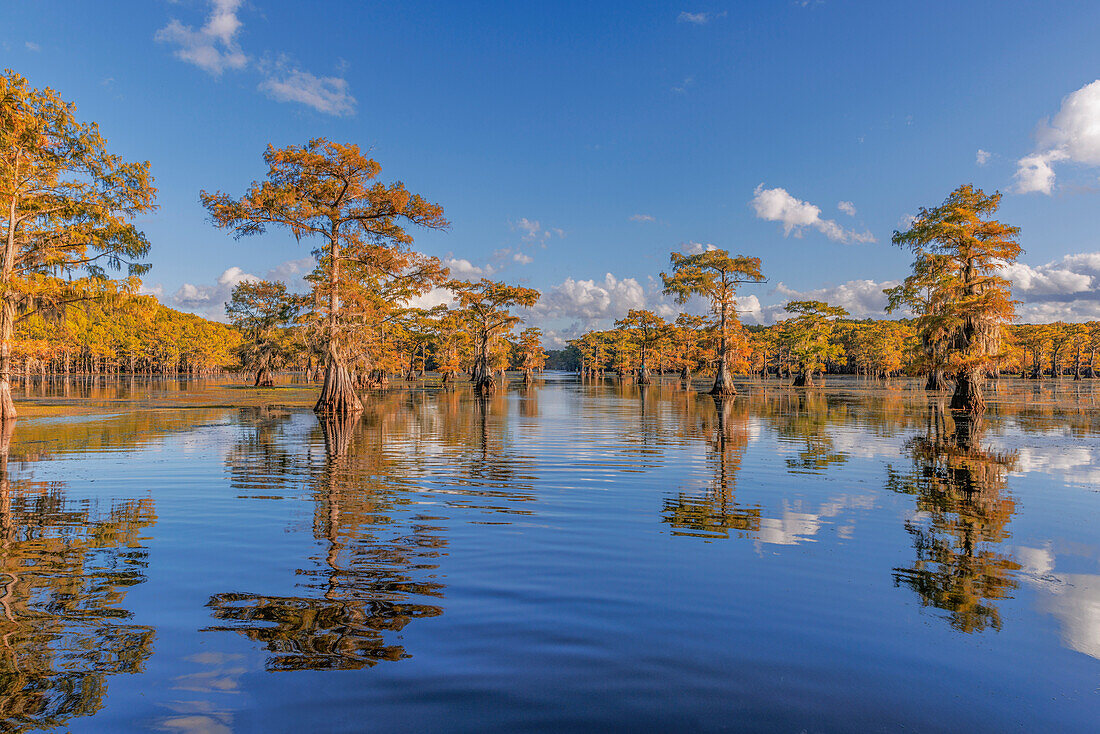 Kahle Zypressen im Herbst spiegelten sich auf dem See wider. Caddo Lake, unsicher, Texas