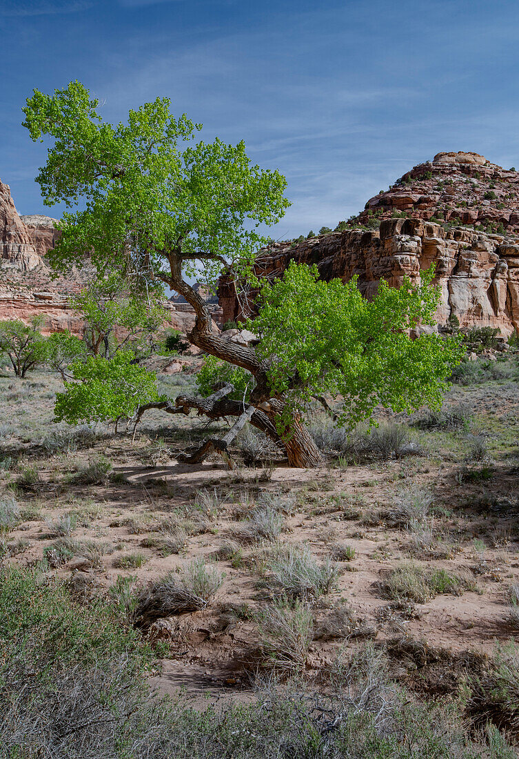 USA, Utah. Lush green leaves on cottonwood tree in the desert, San Rafael Swell.