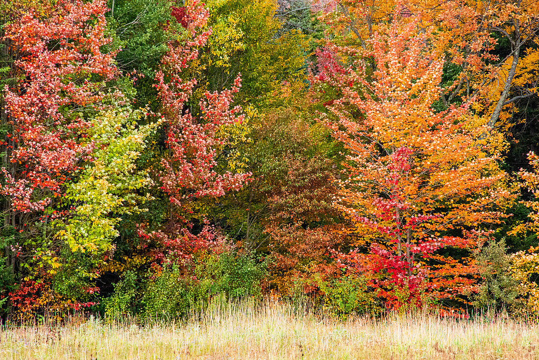 USA, Vermont, Morrisville. Lyle McKee Road, Herbstlaub