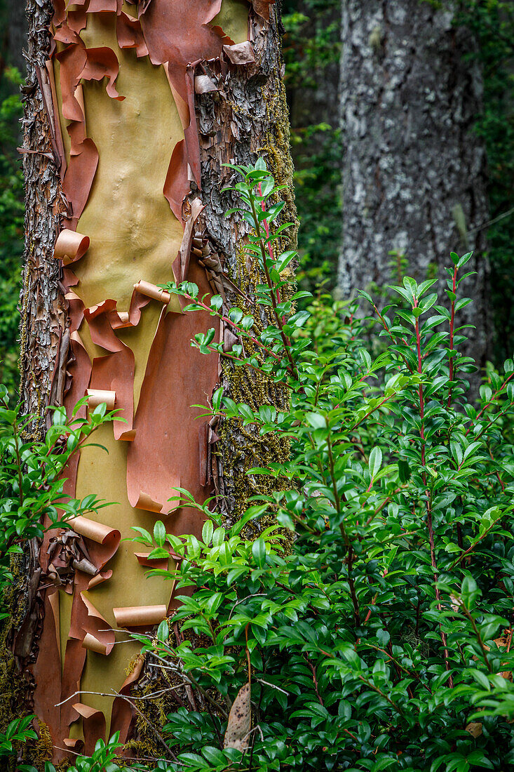 USA, Washington State, Seabeck. Peeling madrone tree bark and bush.