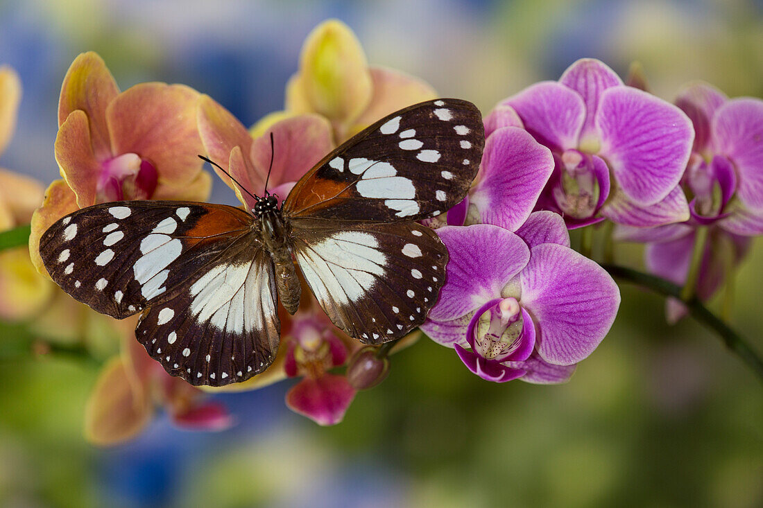 Moth orchid, Phalaenopsis and tropical butterfly, Euxanthe wakefieldi