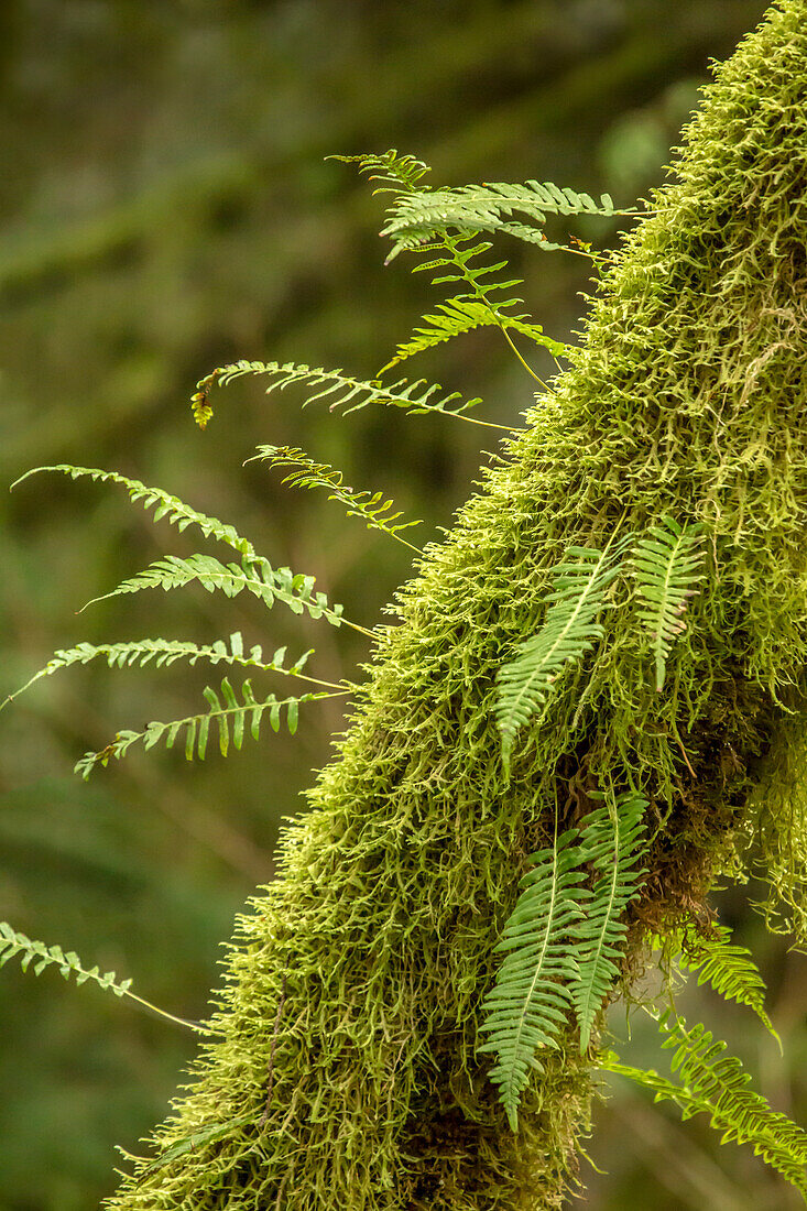 Hobart, Staat Washington, USA. Moosbedeckter Baum, aus dem Süßholzfarne wachsen.