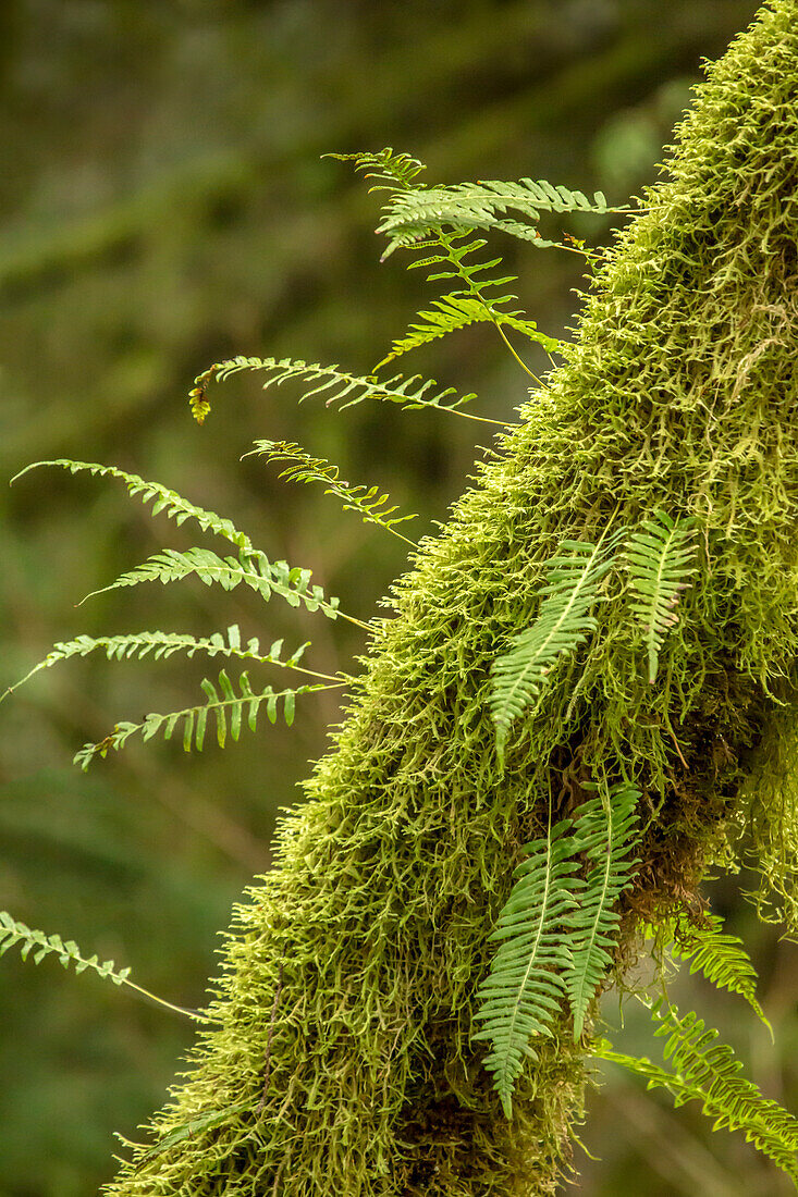 Hobart, Washington State, USA. Moss-covered tree with licorice ferns growing out of it.