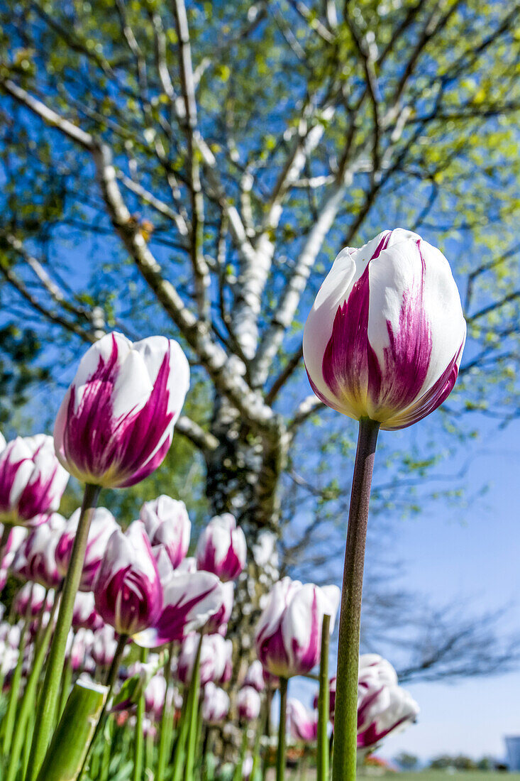 Mount Vernon, Washington, USA. Tulip garden.