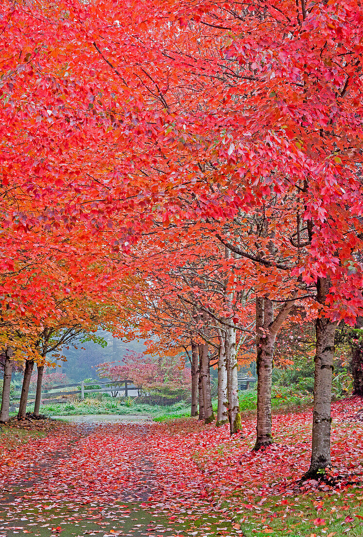 USA, Washington State, Sammamish fall colors on red maple trees lining lane