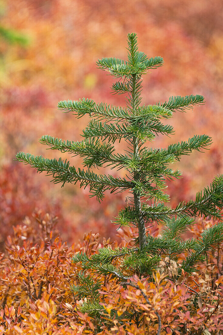 Blueberry leaves in autumn red coloration, Yellowstone National Park, Wyoming