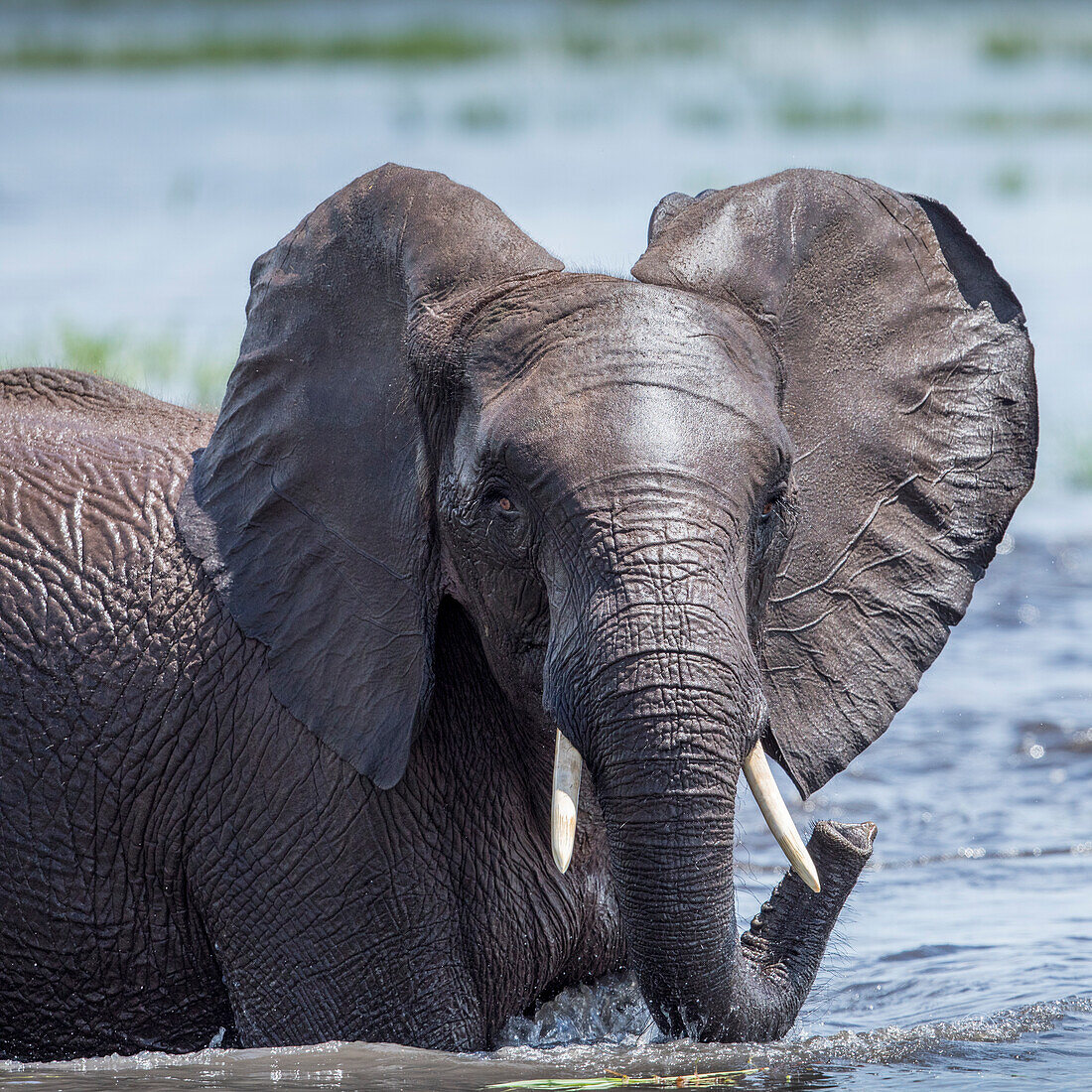 Afrika, Botswana, Chobe National Park, Elefant (Loxodonta Africana) spielt und spritzt beim Abkühlen im Chobe River