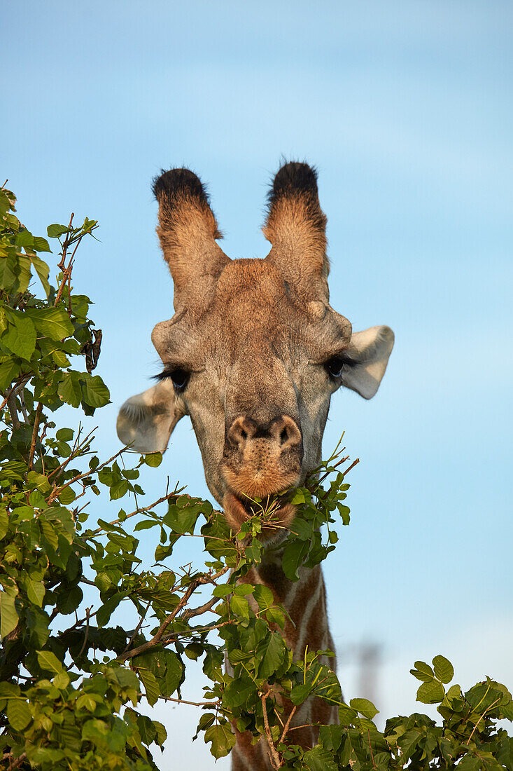 Giraffe (Giraffa camelopardalis angolensis), Chobe National Park, Botswana, Africa