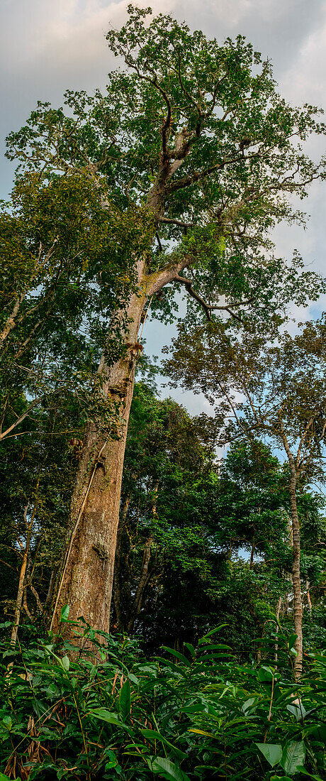Inneres des Marantaceae-Waldes. Odzala-Kokoua-Nationalpark. Region Cuvette-Ouest. Republik Kongo