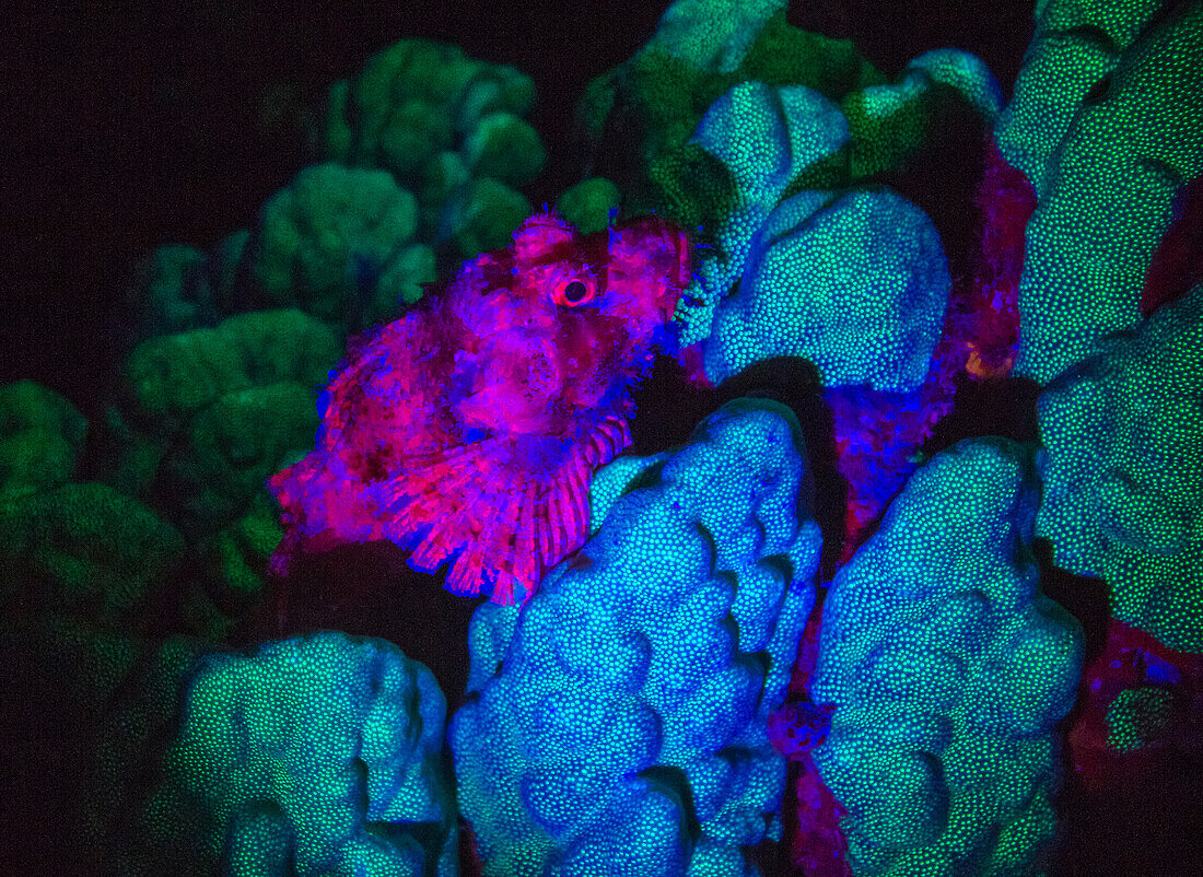 Scorpionfish, Dusk Fluorescing, Red Sea, Egypt, Middle East