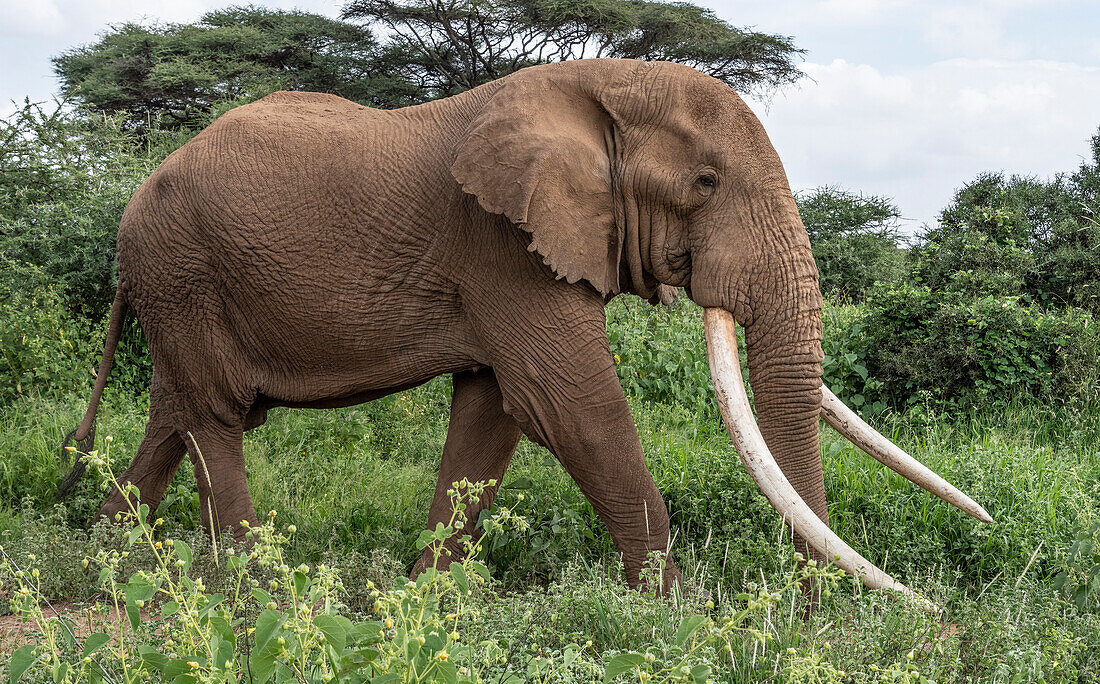 Afrika, Kenia, Amboseli-Nationalpark. Nahaufnahme des gehenden Elefanten