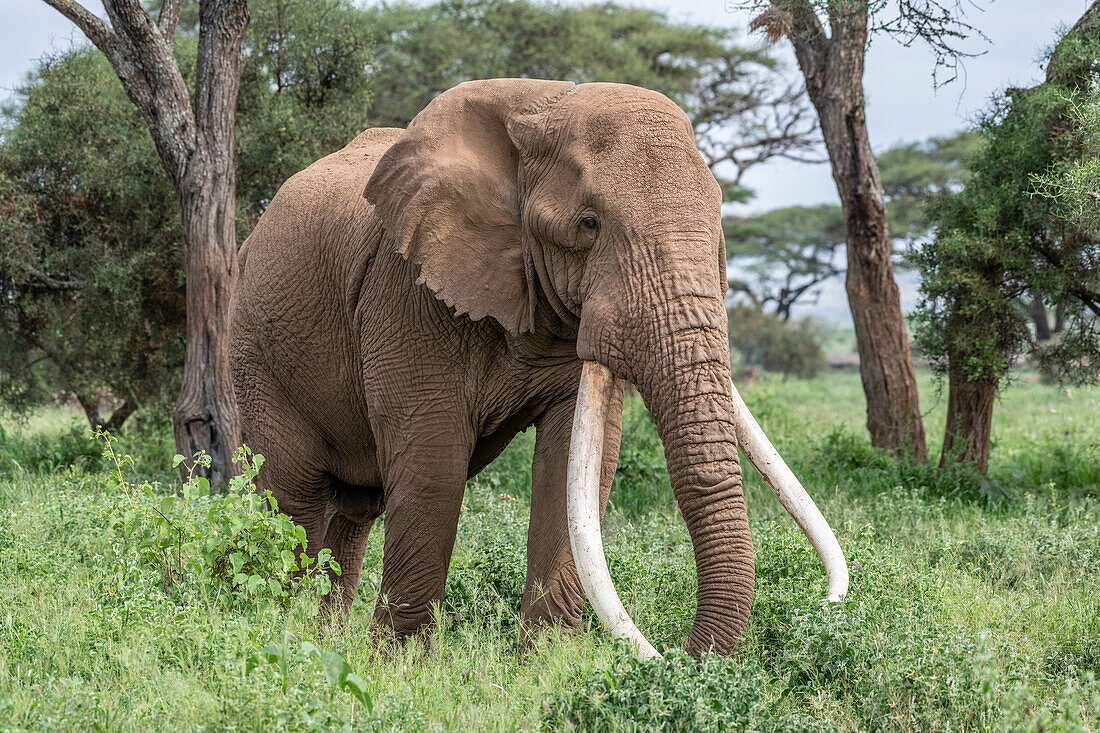 Afrika, Kenia, Amboseli-Nationalpark. Nahaufnahme des Elefanten