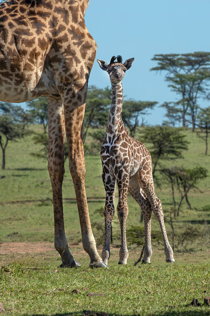 Kenia, Kenia, Masai Mara Conservancy. Gruppe von erwachsenen Giraffen. Mutter und neugeborene Giraffennahaufnahme.