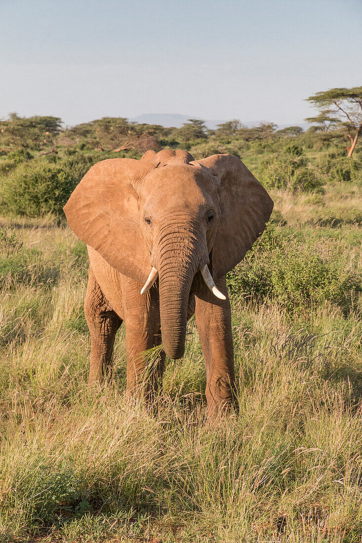Afrika, Kenia, Samburu-Nationalreservat. Elefanten in der Savanne. (Loxodonta Africana).