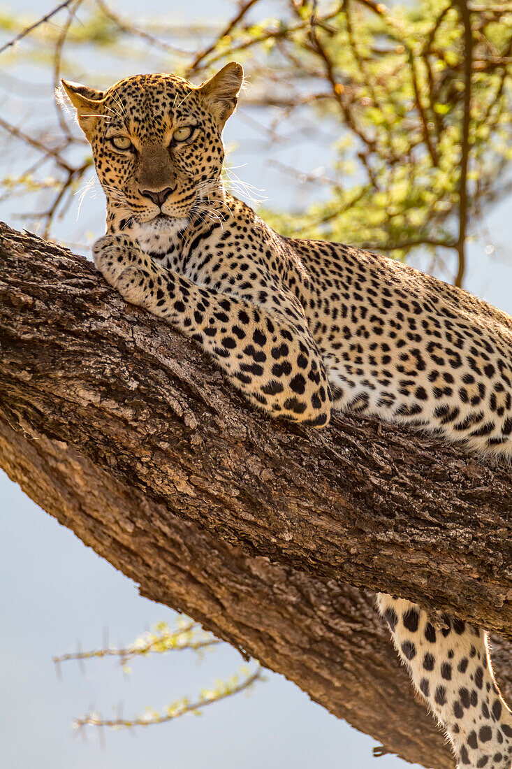 Afrika, Kenia, Samburu-Nationalreservat. Afrikanischer Leopard (Panthera Pardus Pardus) im Baum.