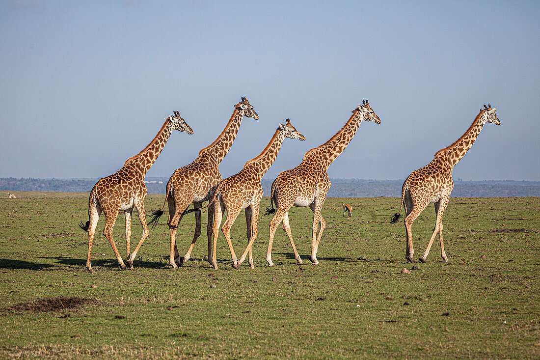 Maasai giraffe wander across the Masai Mara plain. Kenya.