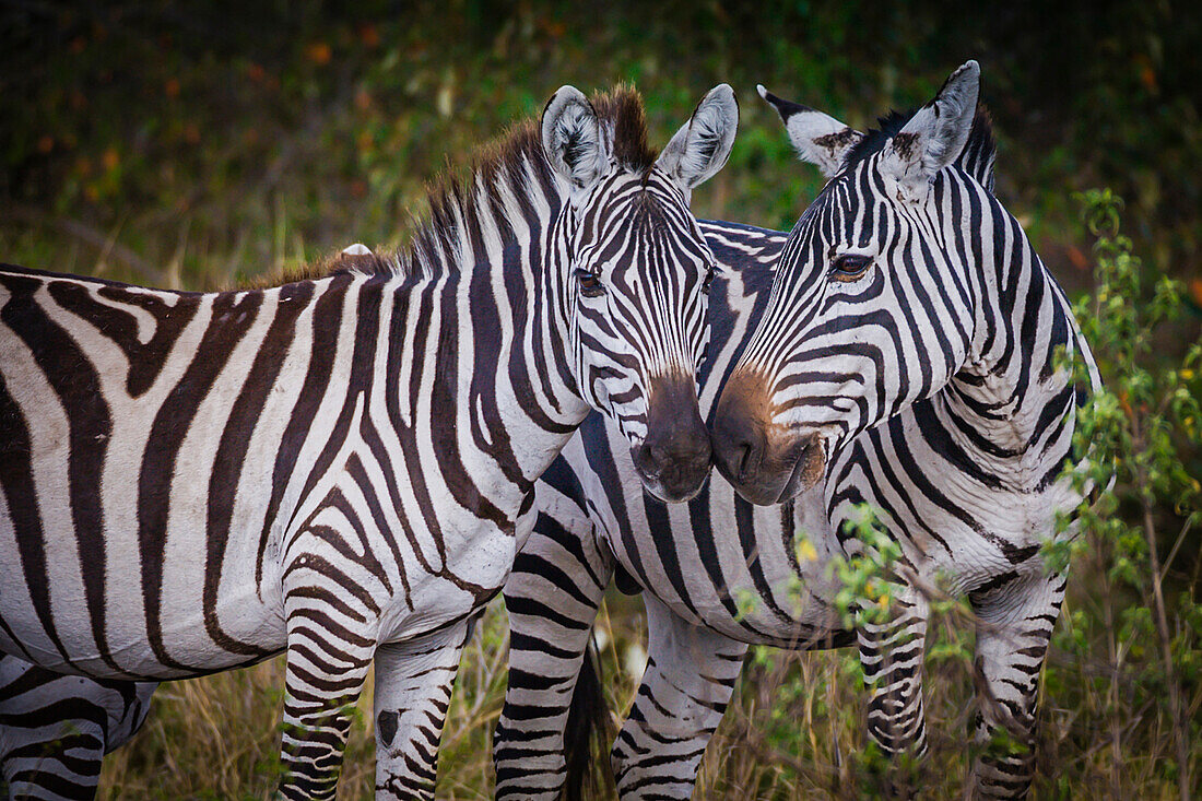 Kenia, Masai Mara, Zebras, die ihre Köpfe zusammenstecken