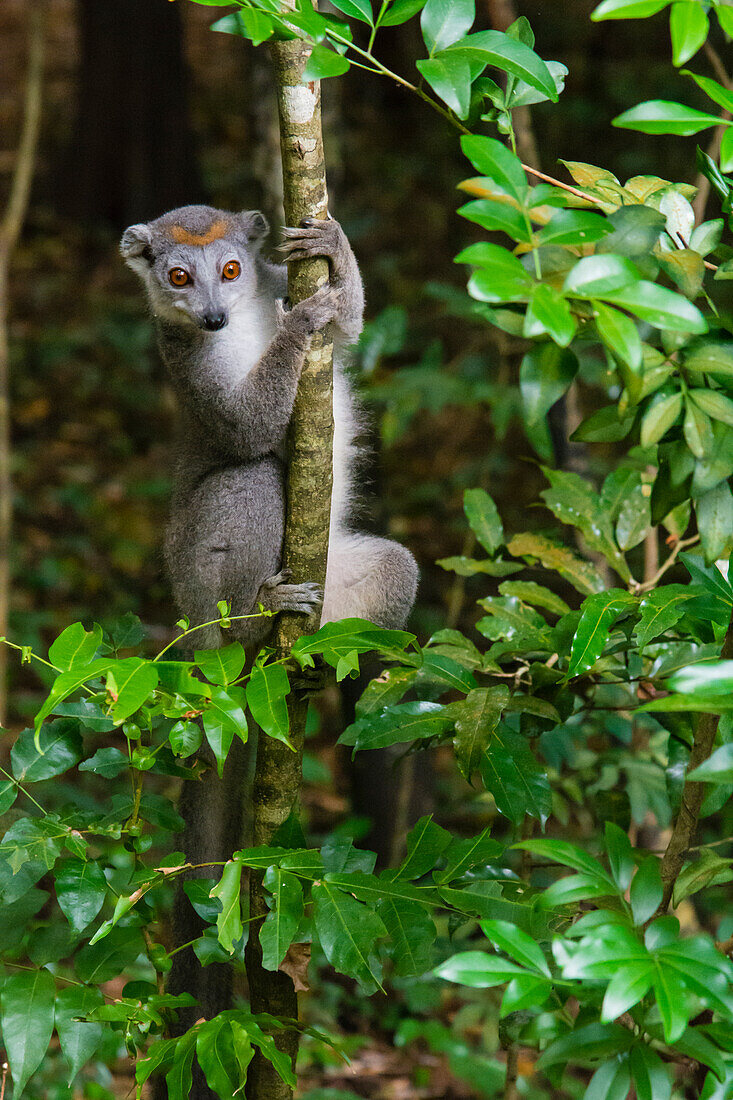 Madagascar, Ankarana, Ankarana Reserve. Crowned lemur. Curious lemur looks out of the forest.
