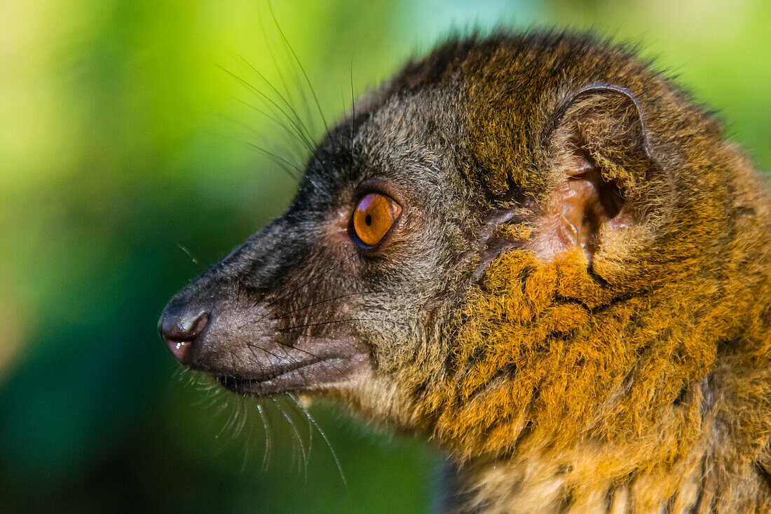 Madagaskar, Andasibe, Vakona Lodge, Lemureninsel. Gewöhnlicher brauner Lemur.